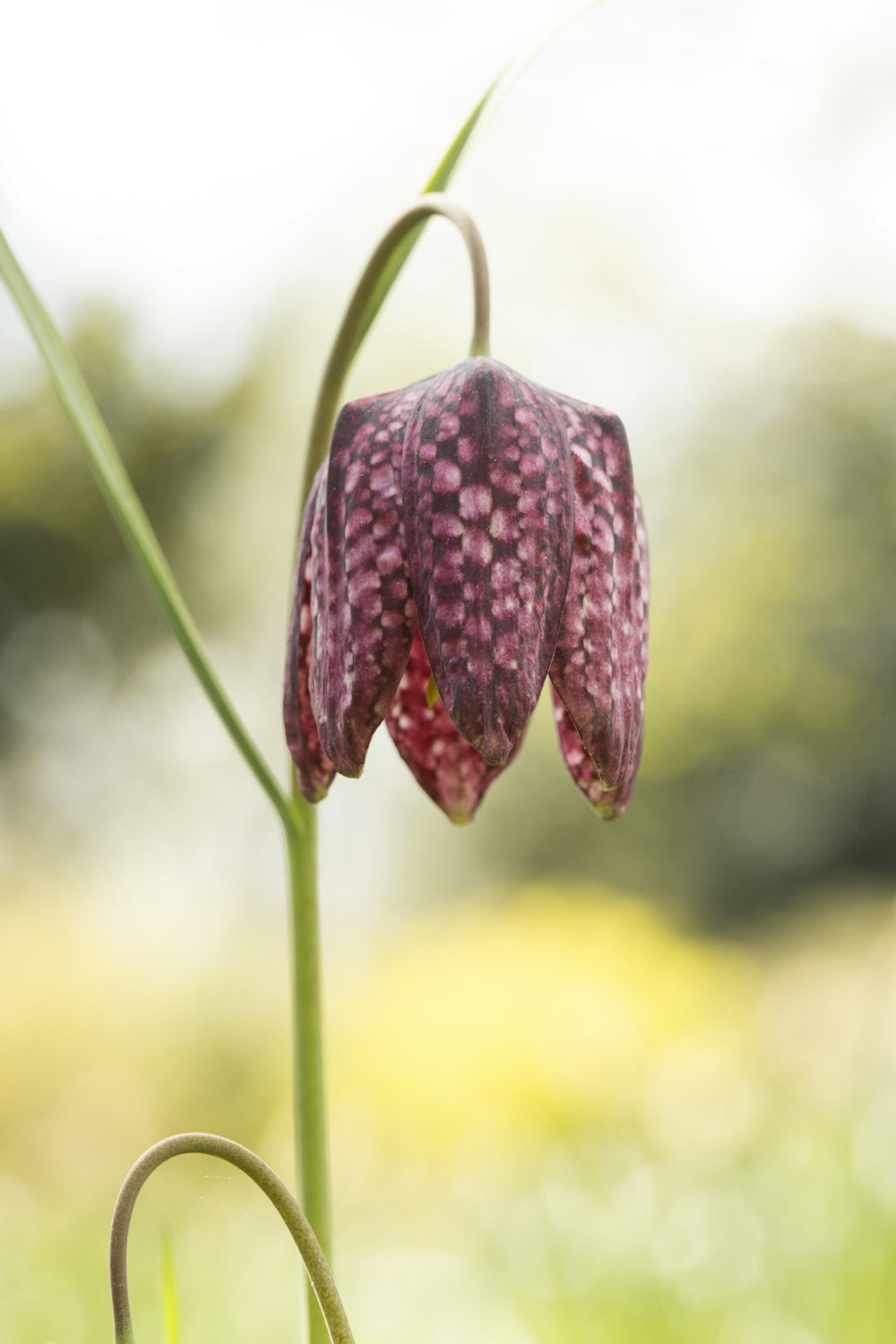 red flower bud in close up photography