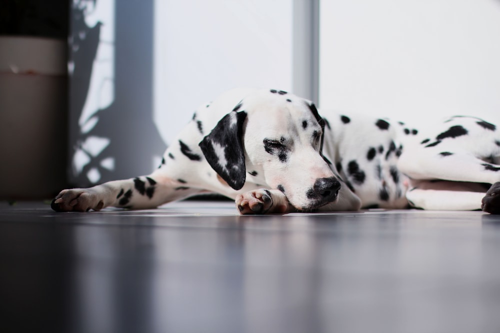 dalmatian dog lying on floor