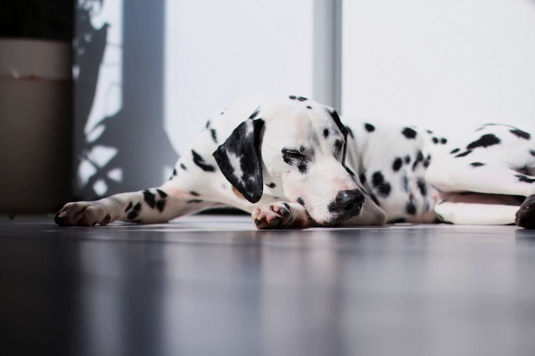 dalmatian dog lying on floor