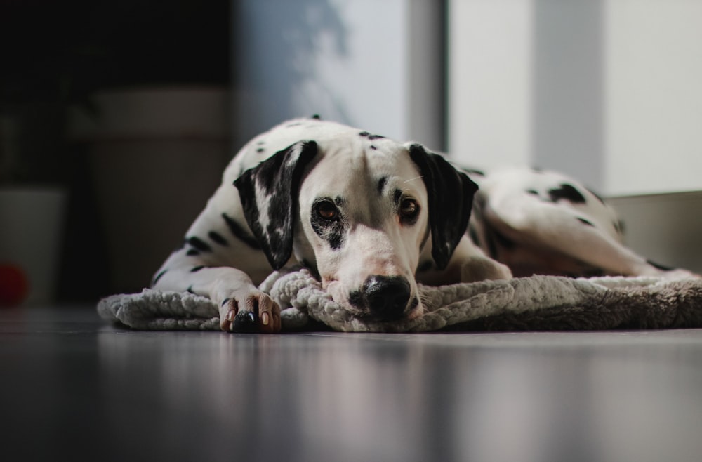 Dalmatinerhund liegt auf dem Boden