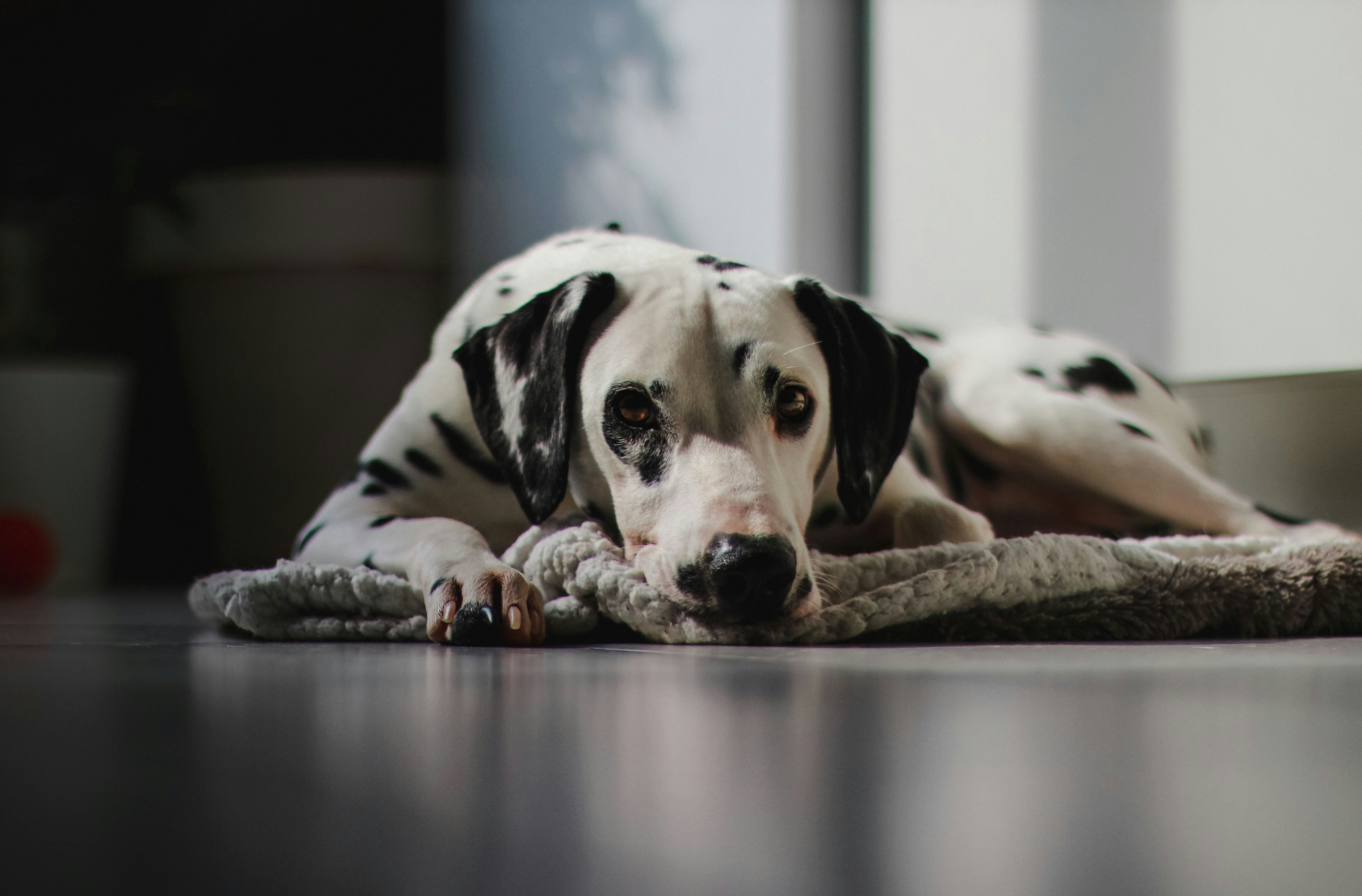 dog sleeping