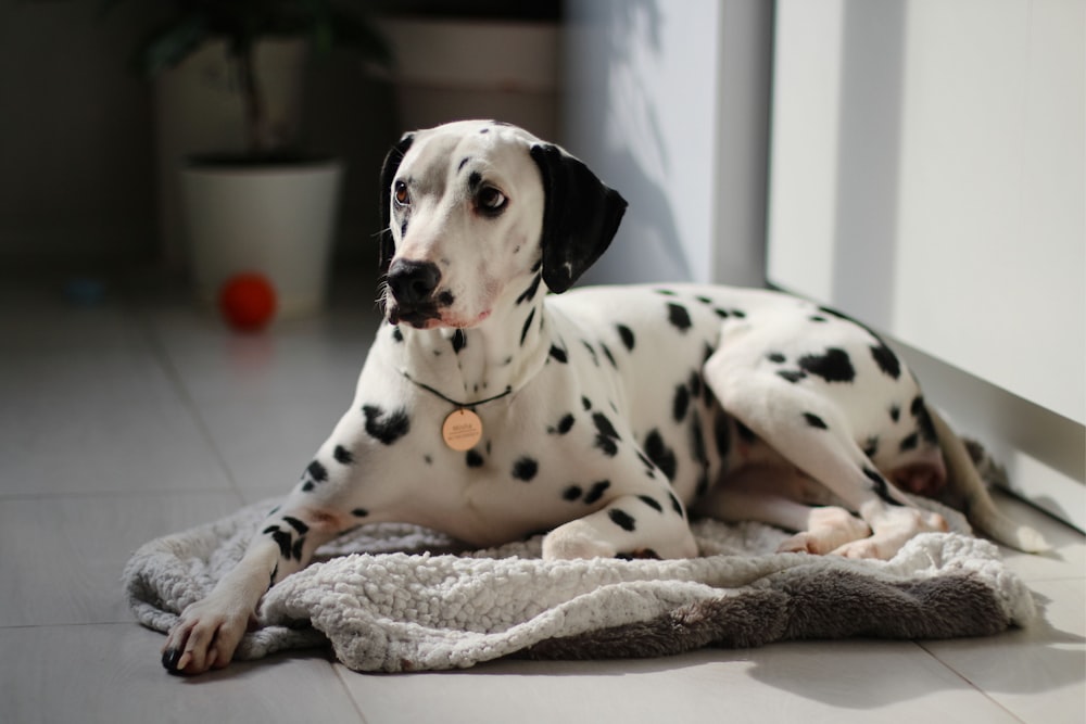 dalmatian dog lying on gray textile