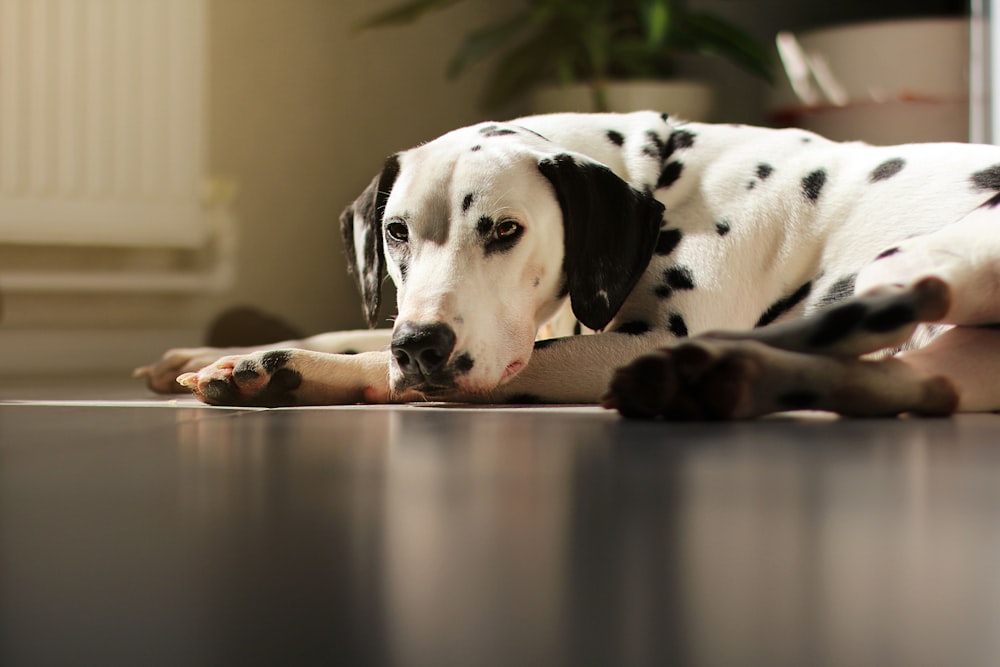 dalmatian dog lying on floor