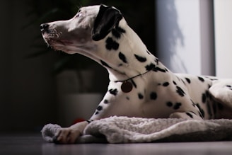 Close-up of a Dalmatian's distinctive spotted coat lying on a cozy blanket