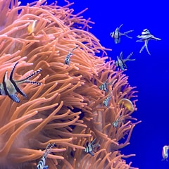 A vibrant underwater scene with colorful fish weaving through coral reefs, symbolizing creative ideas in motion.