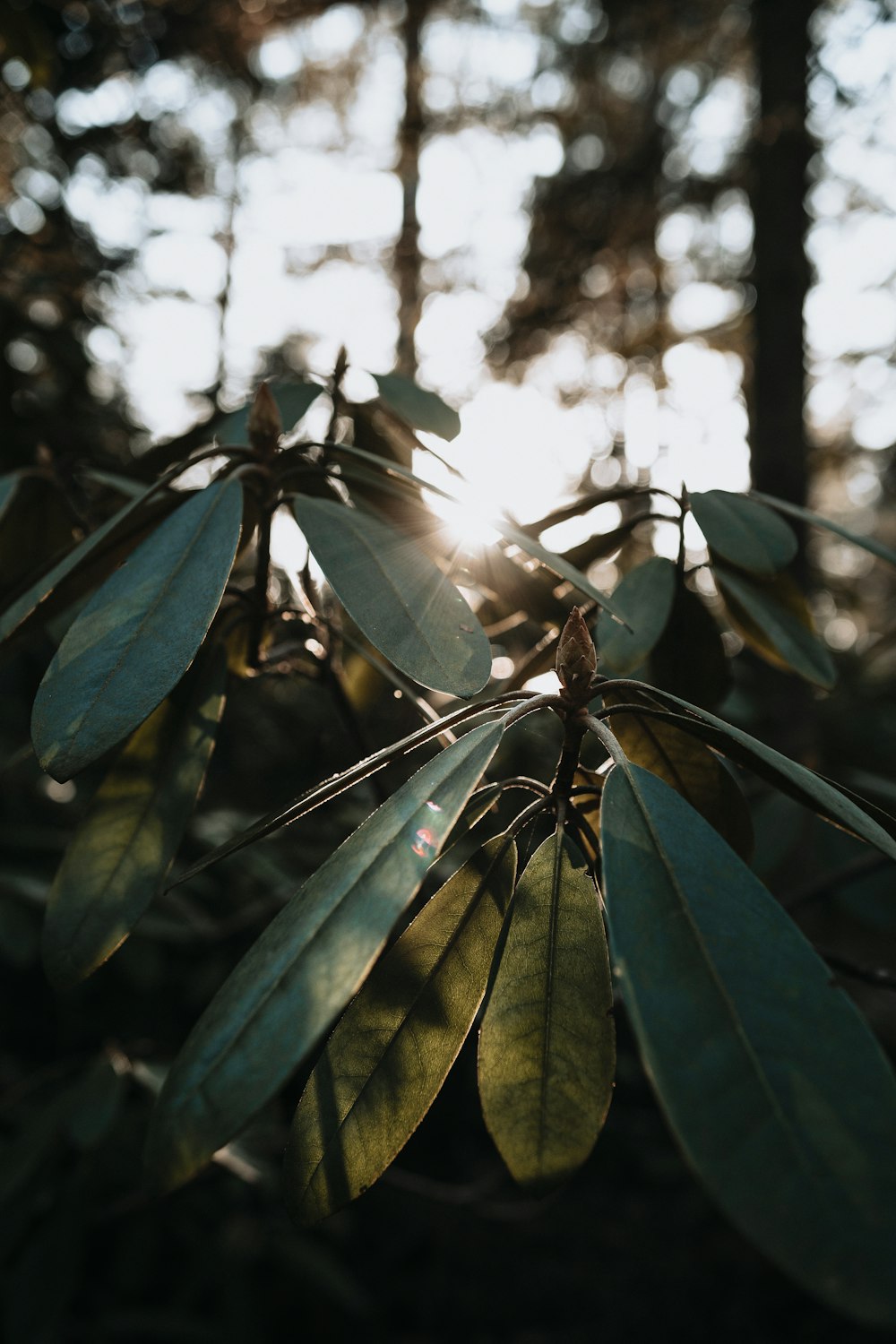 green leaves in tilt shift lens