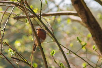 Young birds confidently hopping onto a low tree-mounted perch under soft morning light
