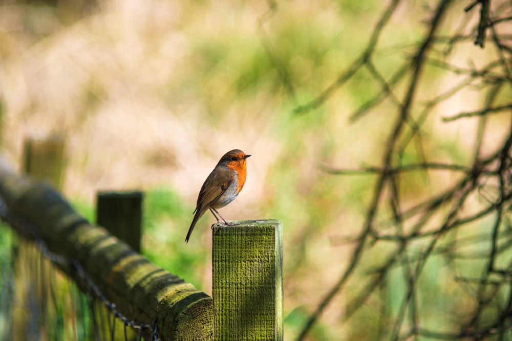 brown and white bird on black metal fence during daytime