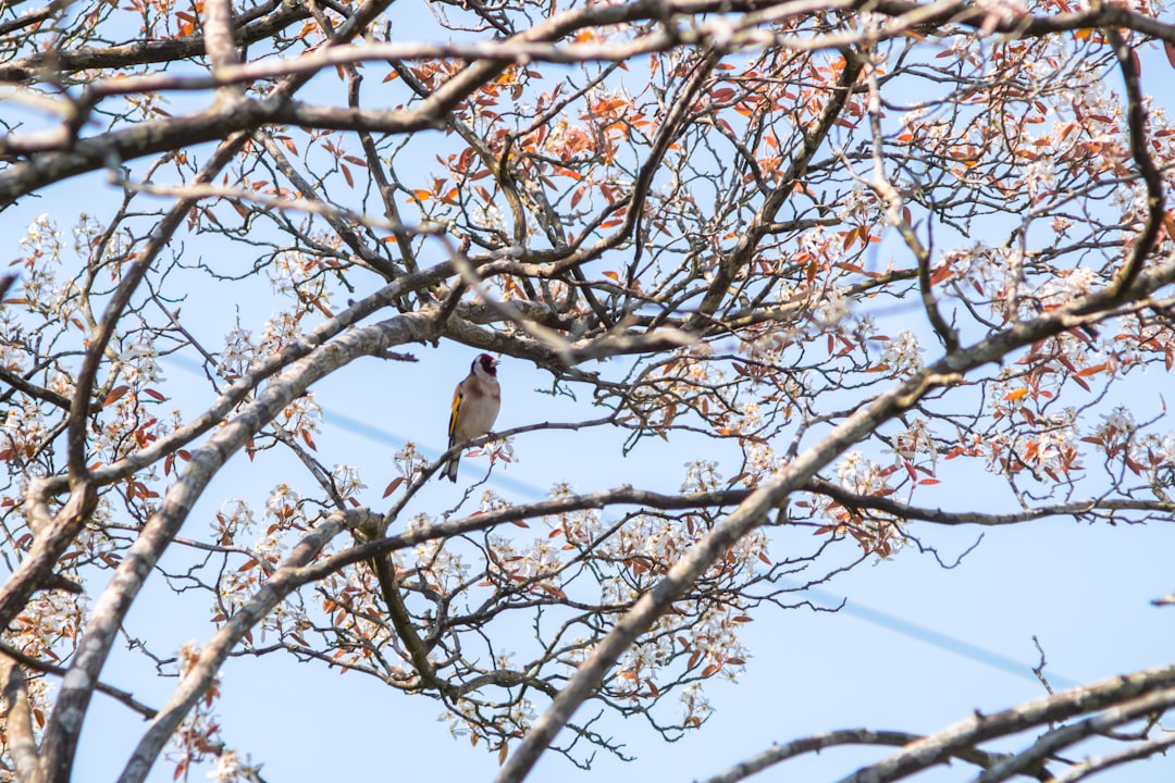 brown bird on brown tree branch during daytime