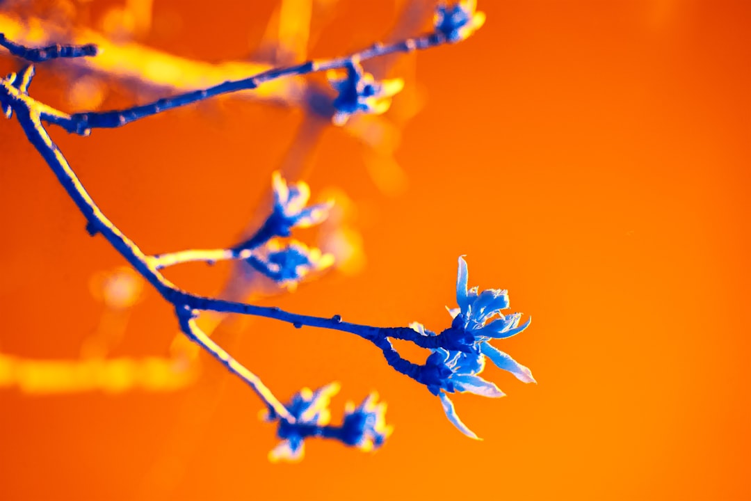 blue flower in close up photography