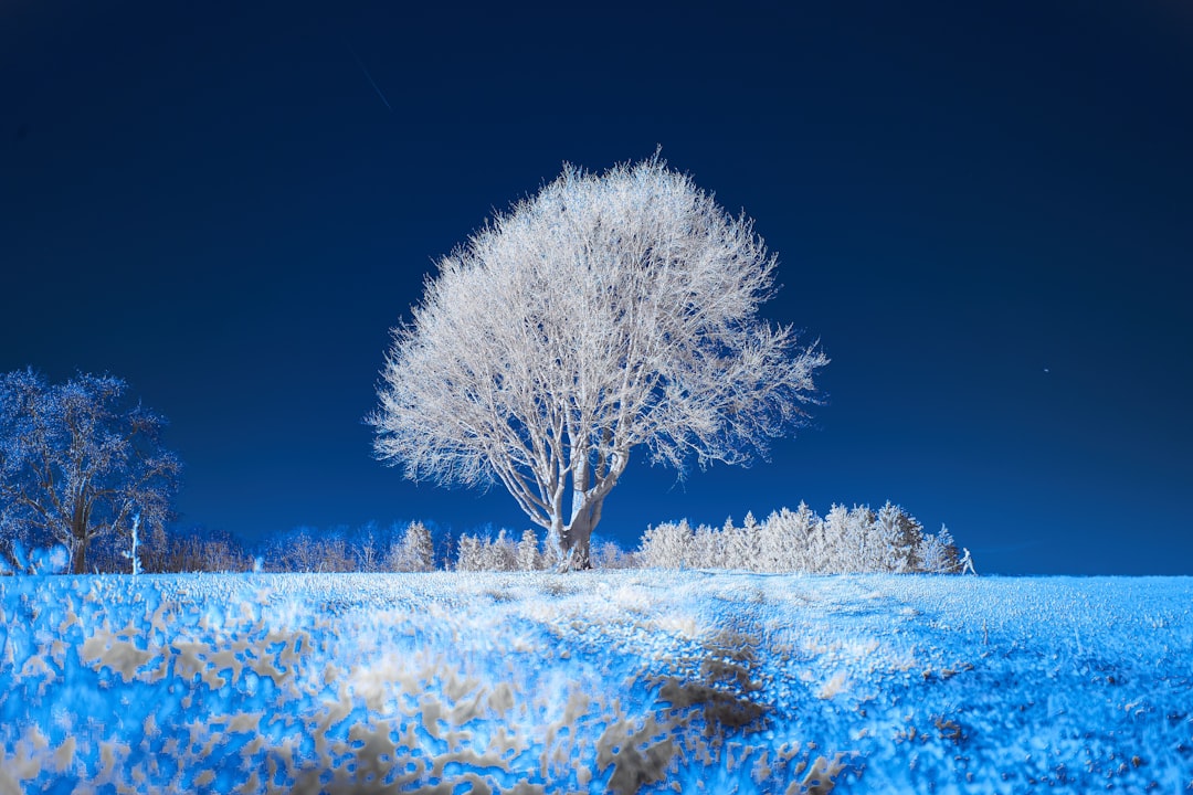 white tree on snow covered ground during daytime