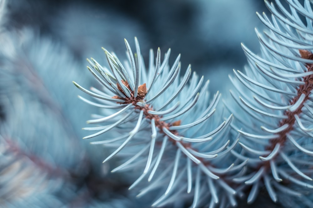 white and brown plant in close up photography