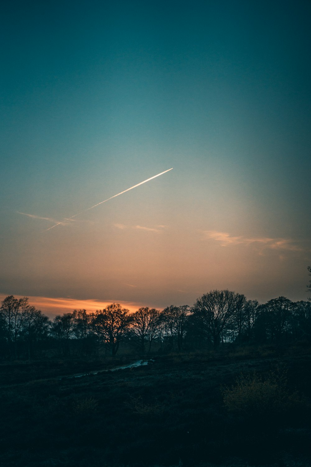 silhouette of trees during sunset