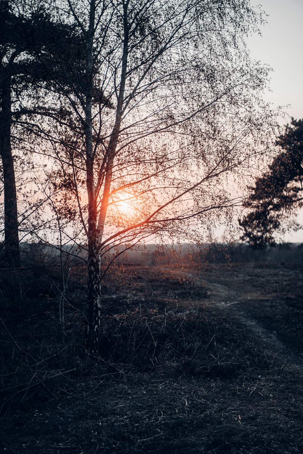 leafless trees on green grass field during sunset