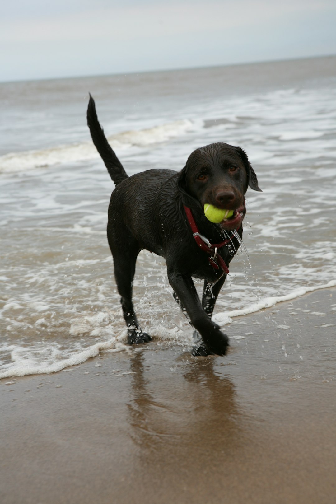black short coated dog biting green ball on water during daytime