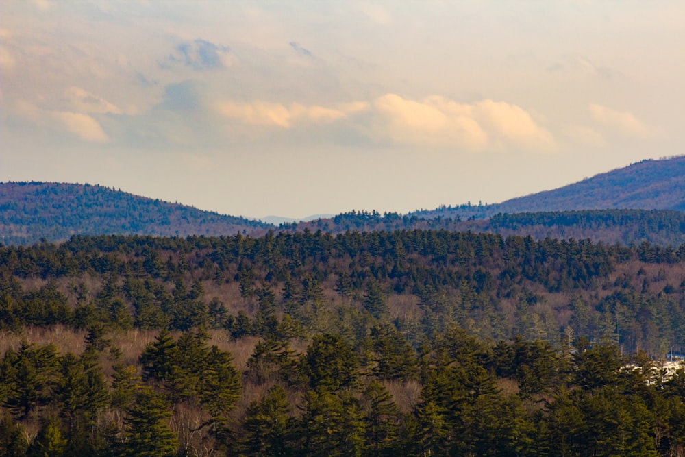 green trees on mountain under white clouds during daytime