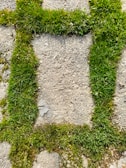A close-up view of a roughly textured concrete surface with vibrant green grass growing in a rectangular outline around a central stone. The grass appears lush and healthy, contrasting with the coarse, gray concrete.