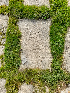 A close-up of freshly poured concrete forming a smooth garden path bordered by green plants.