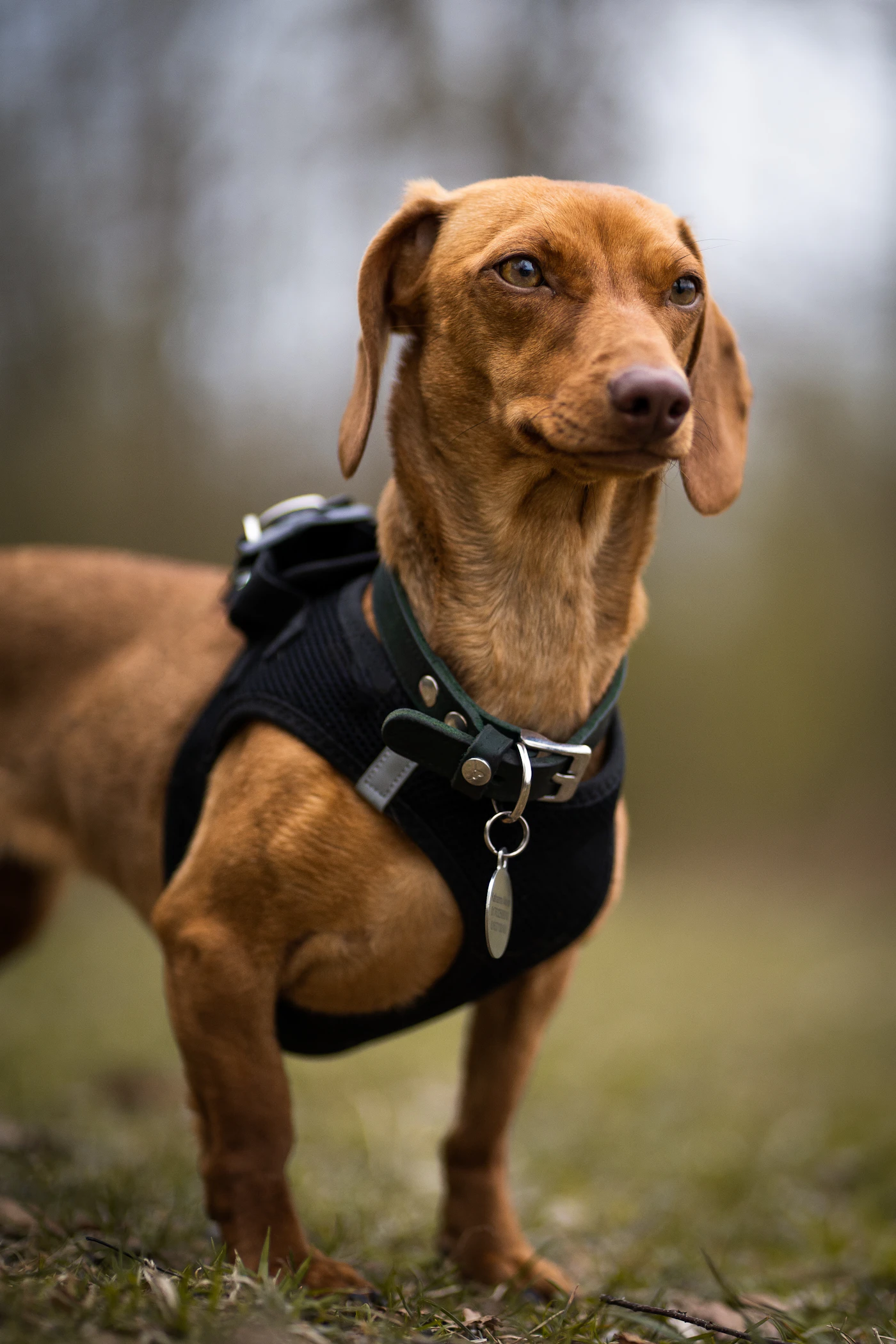 A working dog outdoors wearing a fitted gear pack on its back on a grassy trail