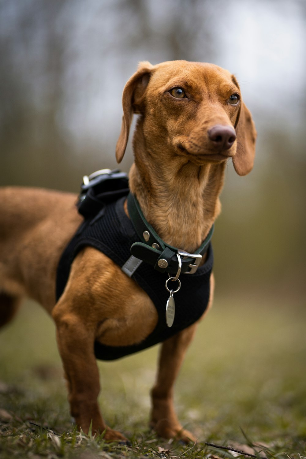 brown short coated dog wearing black and white backpack