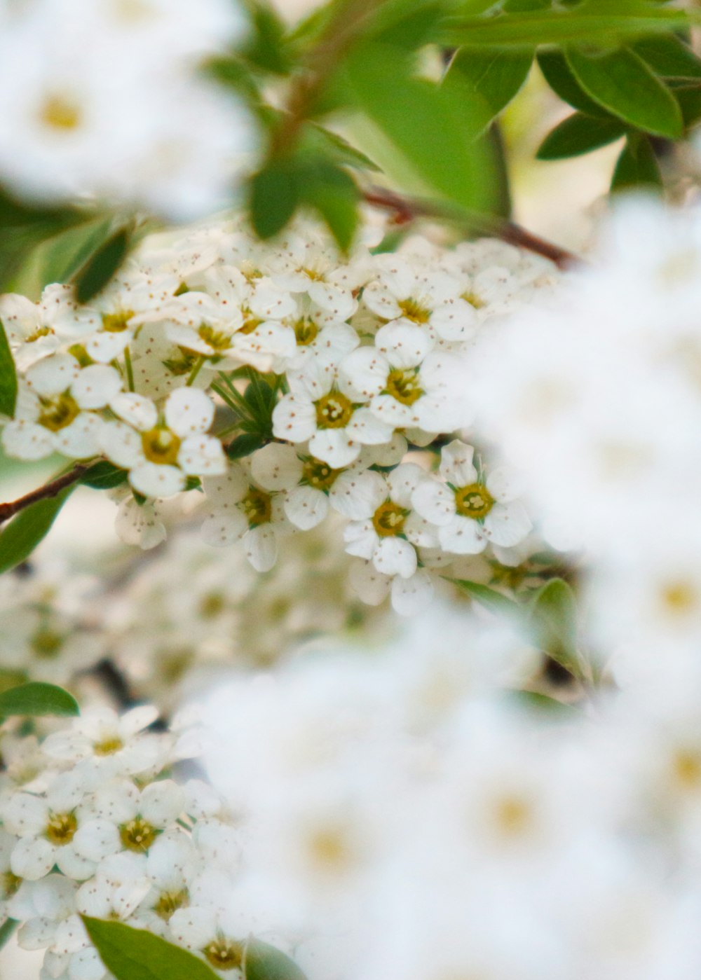 white flowers with green leaves