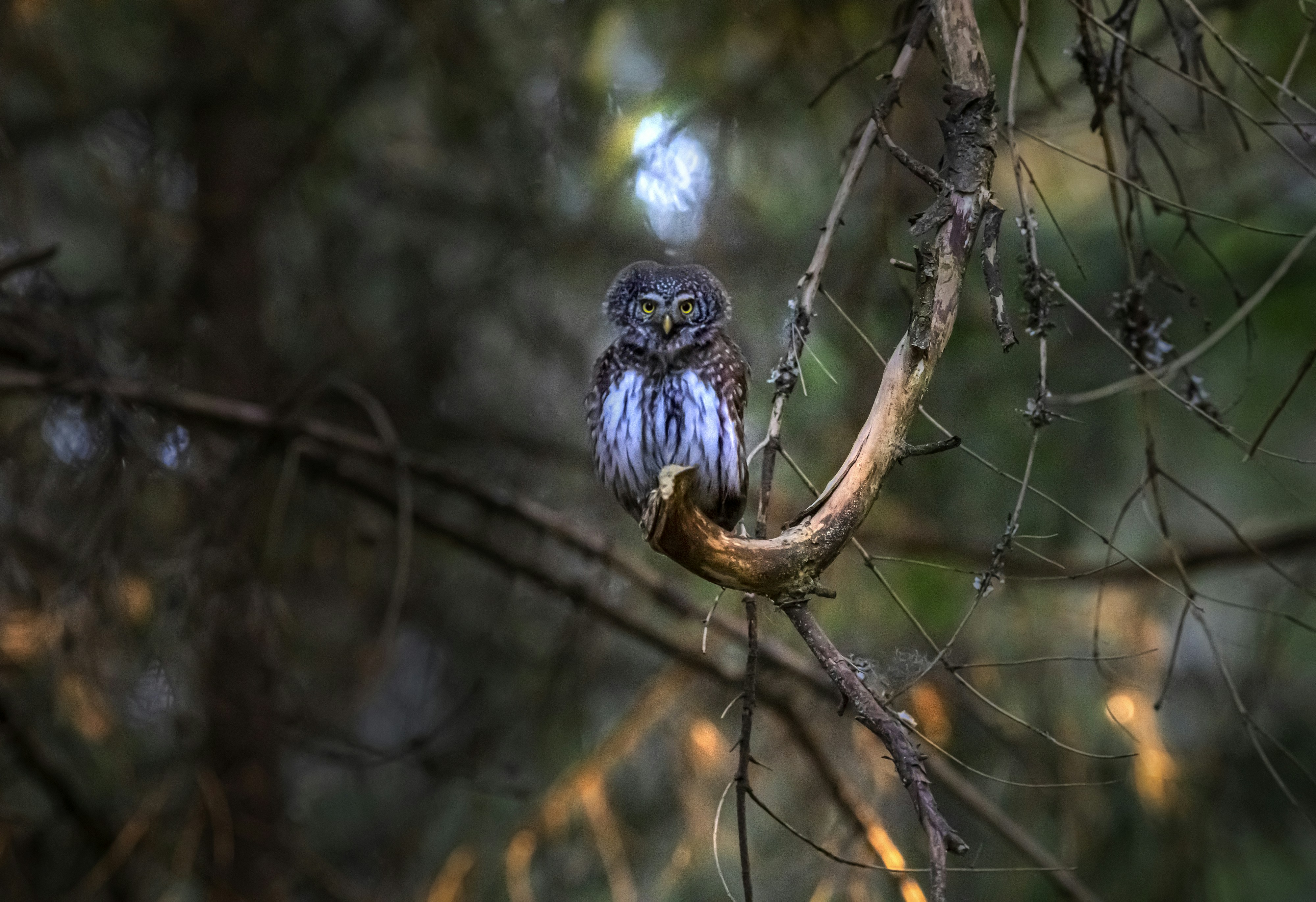 Photo by erik_karits