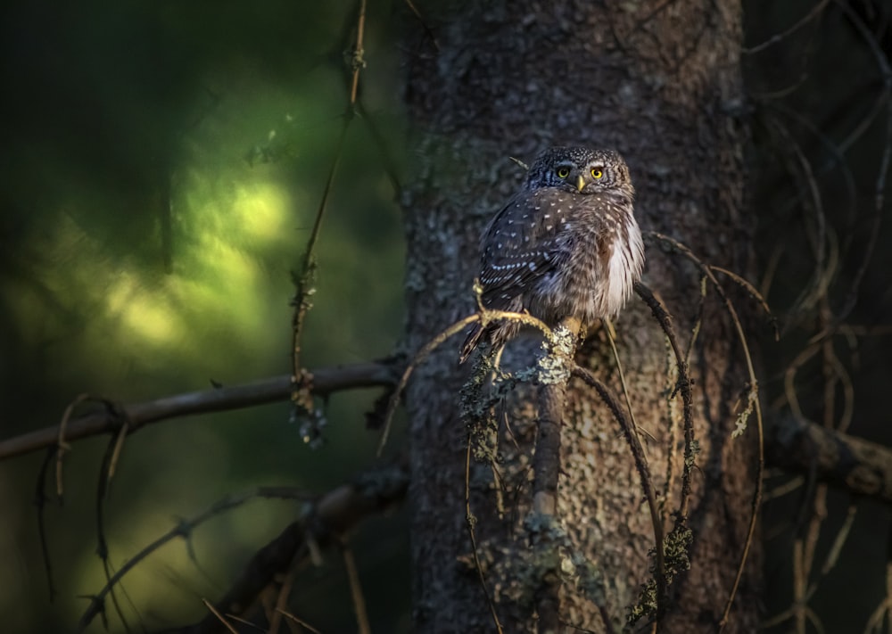 brown and white owl on brown tree branch during daytime