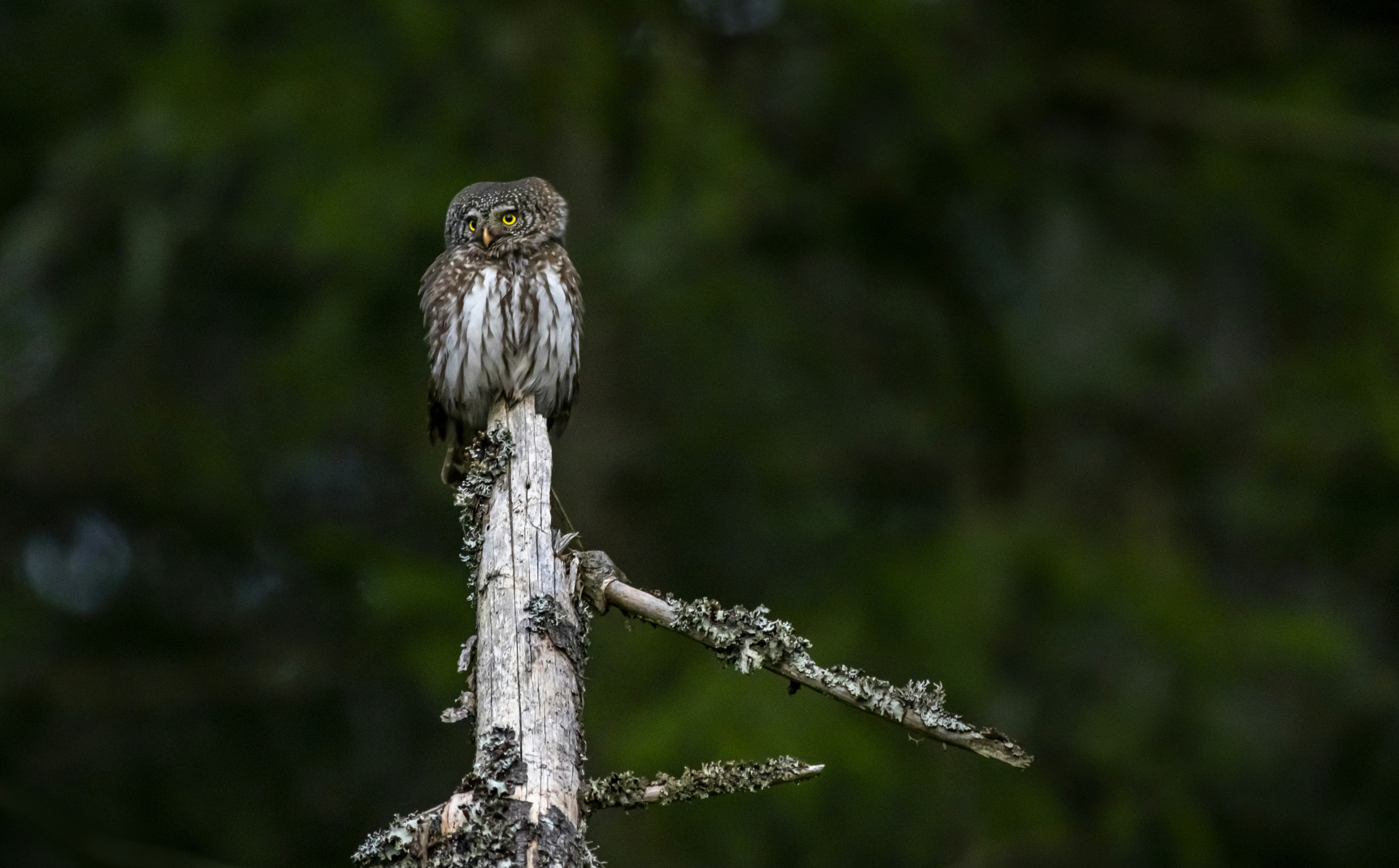 Photo by erik_karits