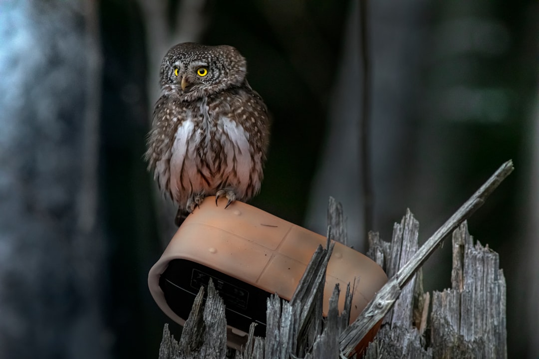 brown owl on brown wooden stick