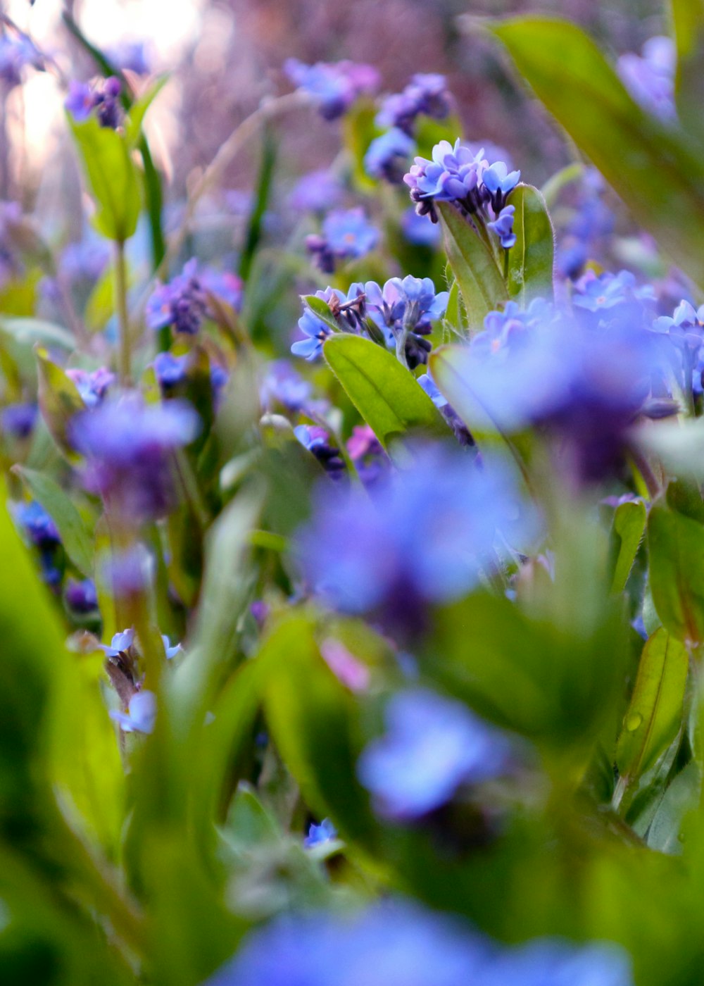 purple flower in tilt shift lens