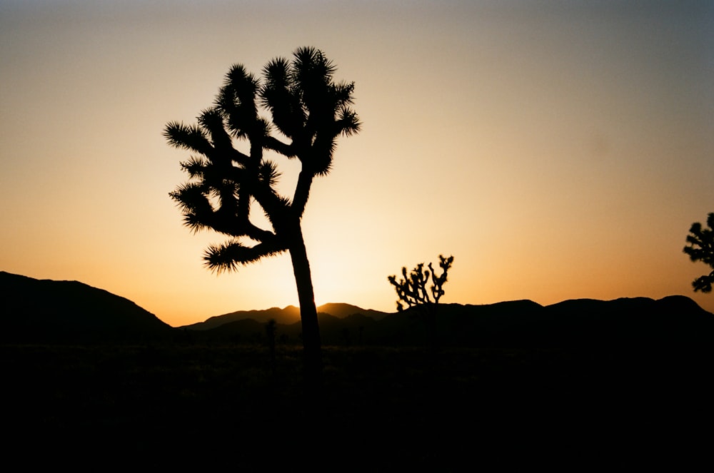 silhouette of tree during sunset