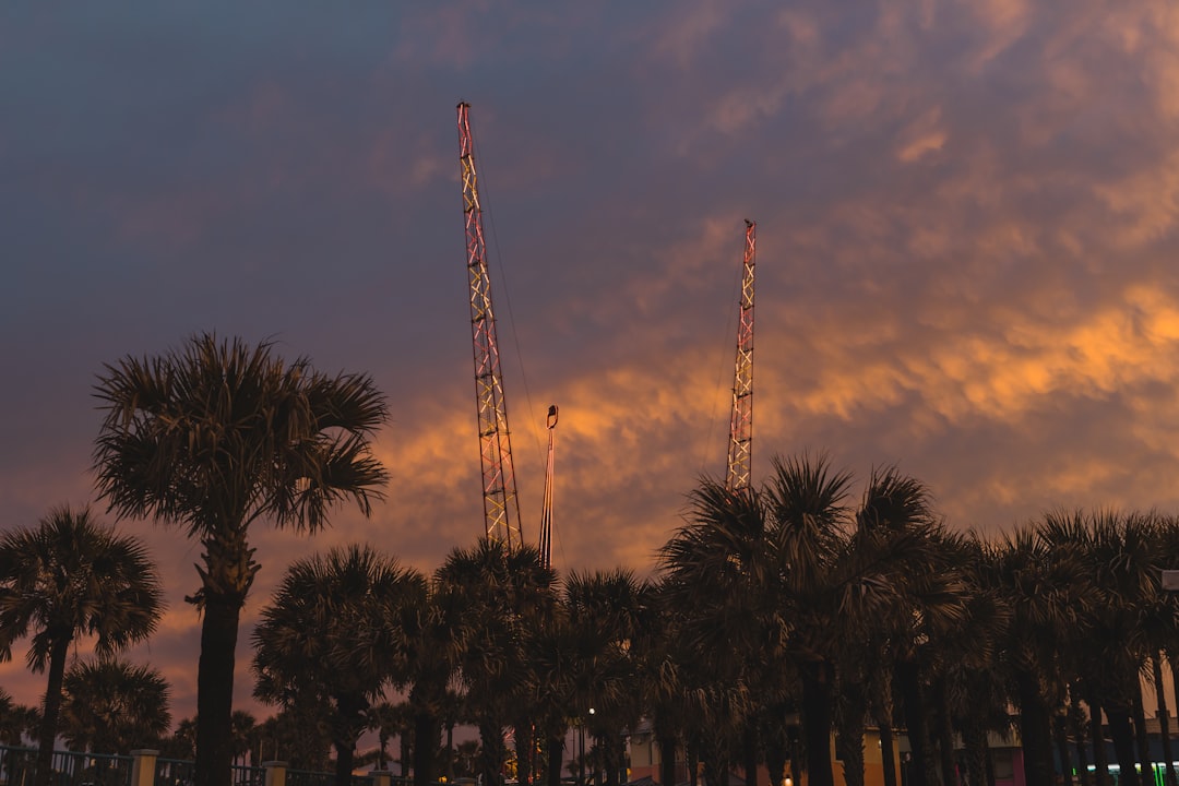 silhouette of trees during sunset