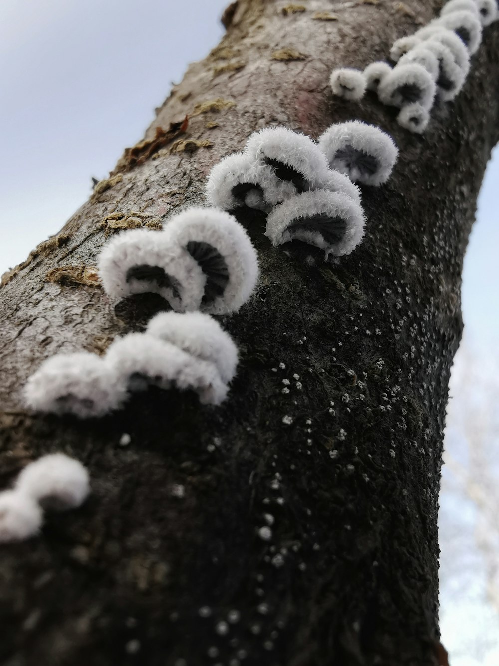 fourrure blanche sur tronc d’arbre brun