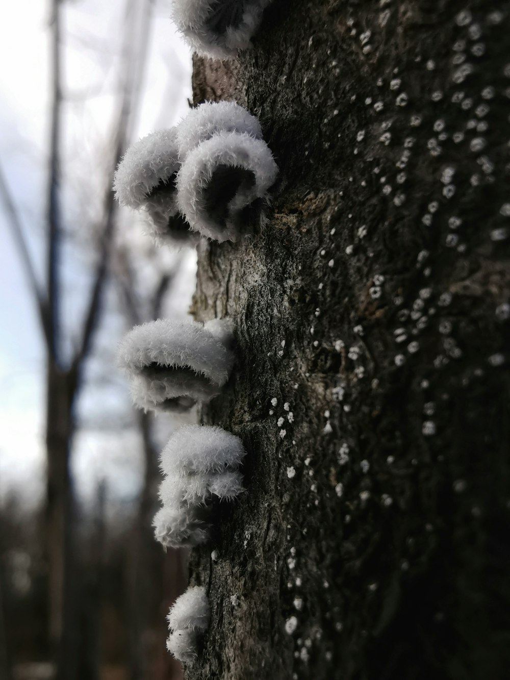 日中の雪に覆われた木