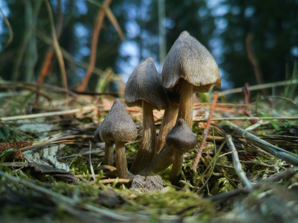 brown mushroom on green grass during daytime