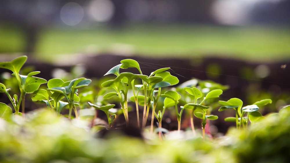 green plant in tilt shift lens