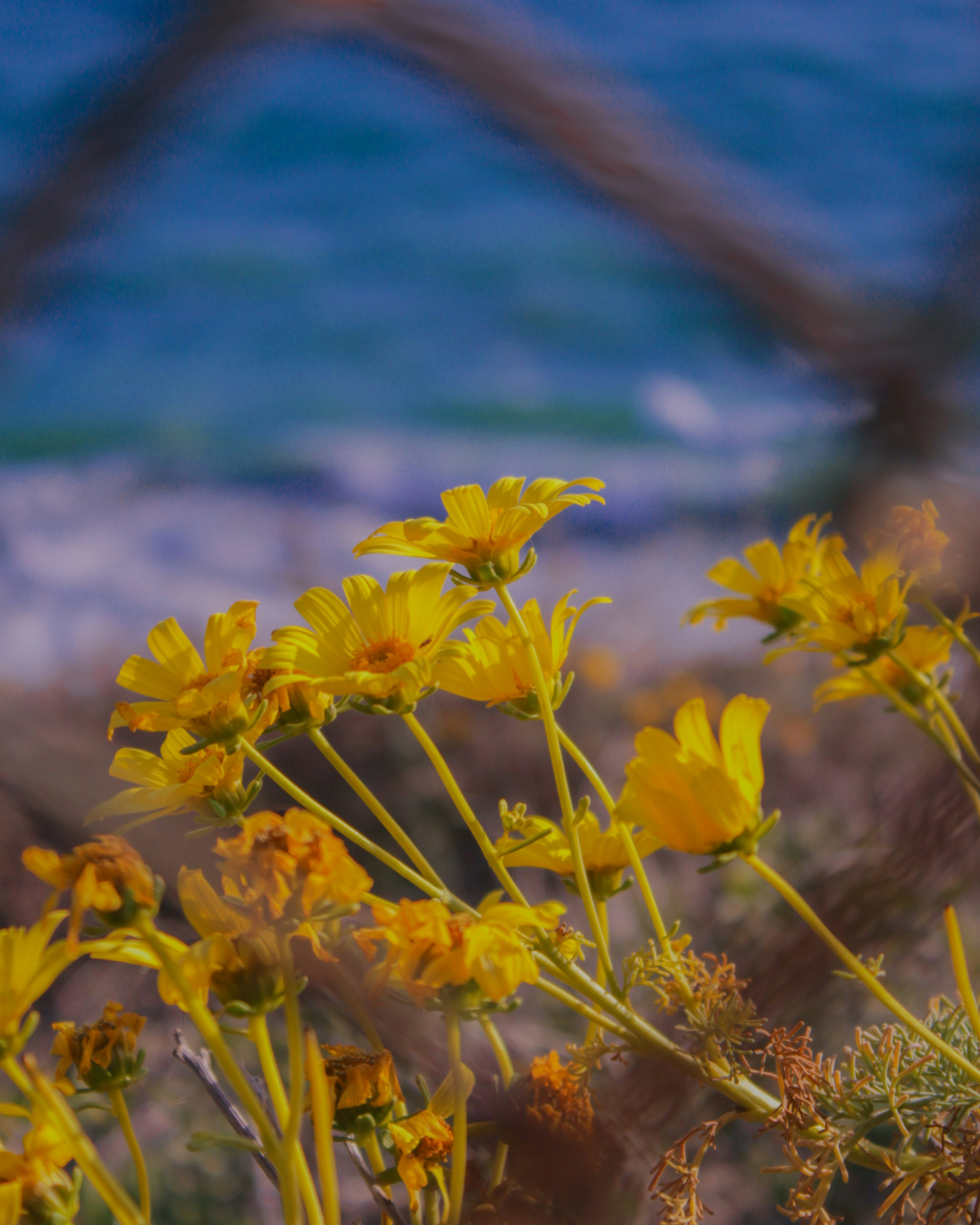 yellow flowers in tilt shift lens