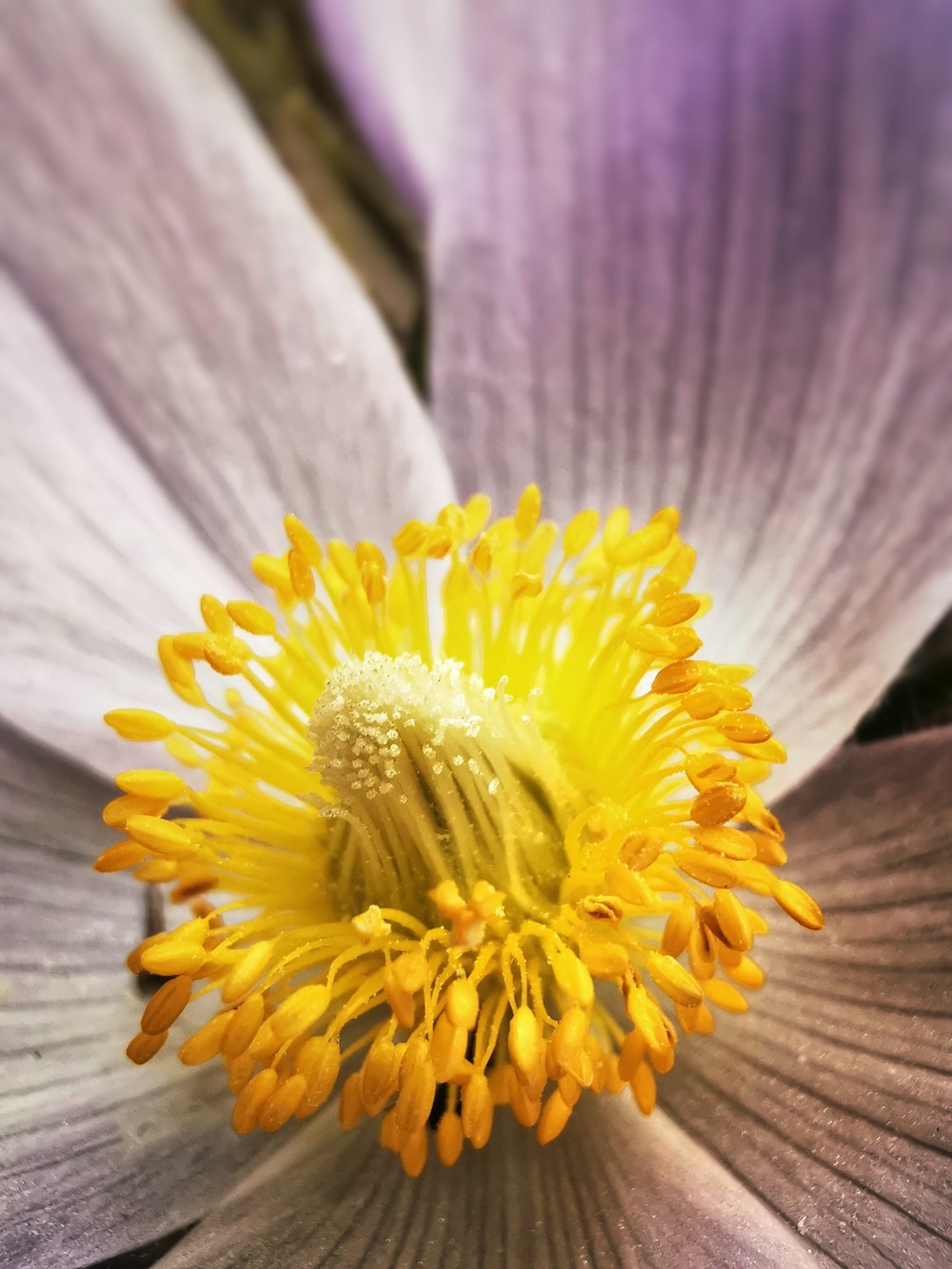 yellow and white flower in macro photography