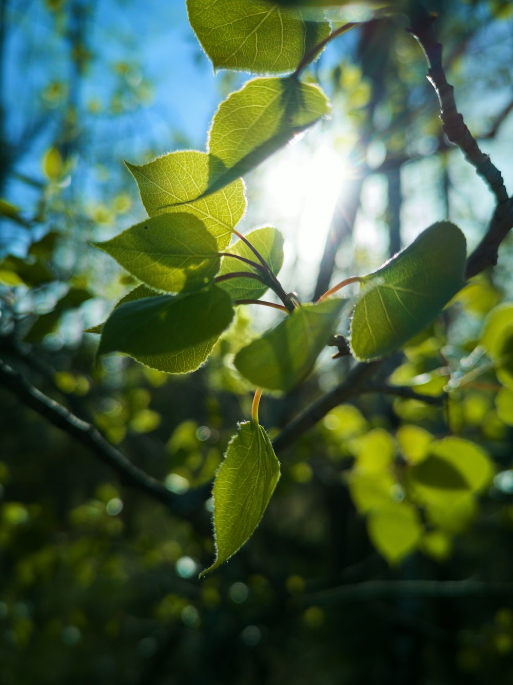 green leaves in tilt shift lens