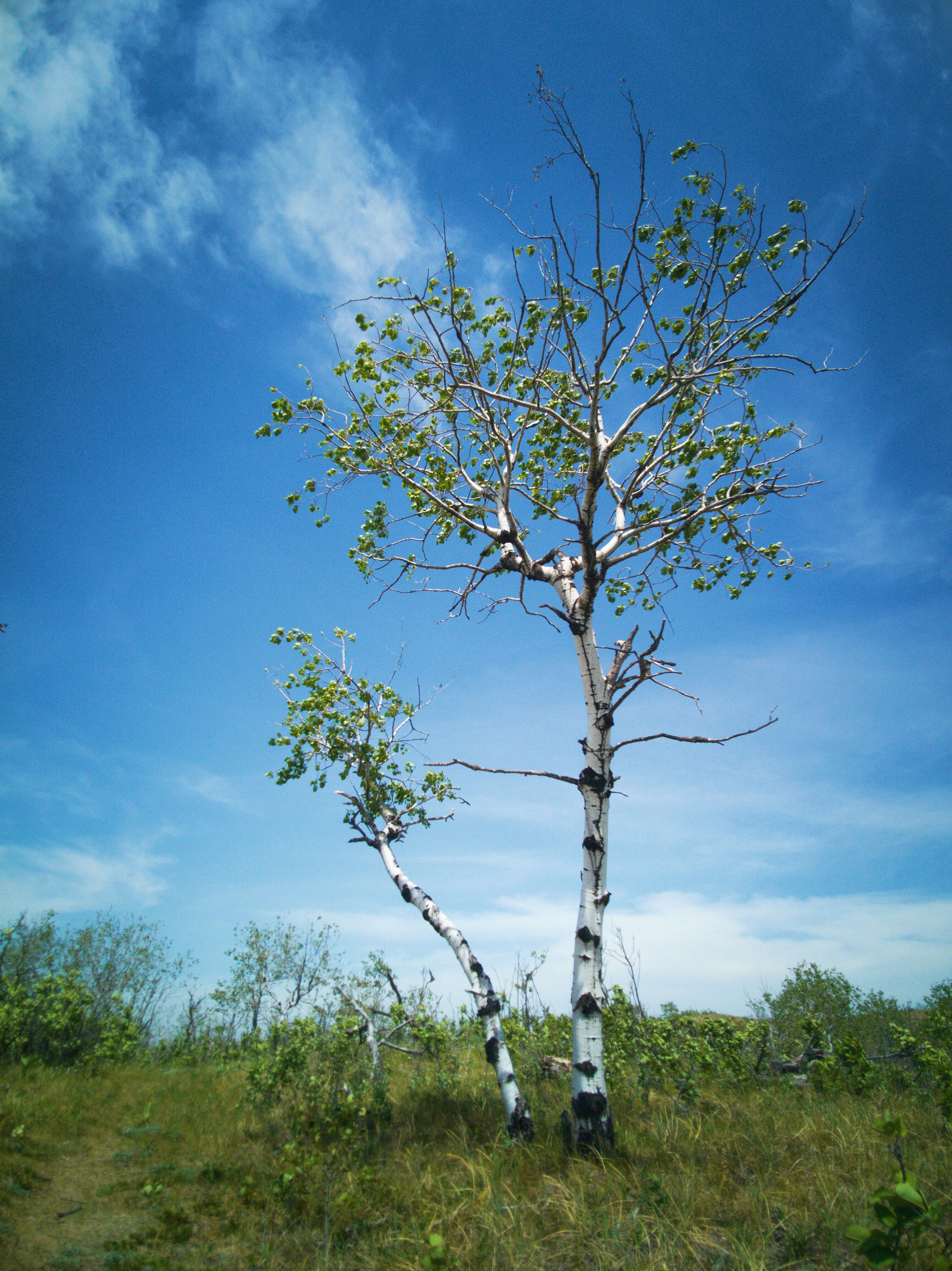 Árbol verde bajo el cielo azul durante el día