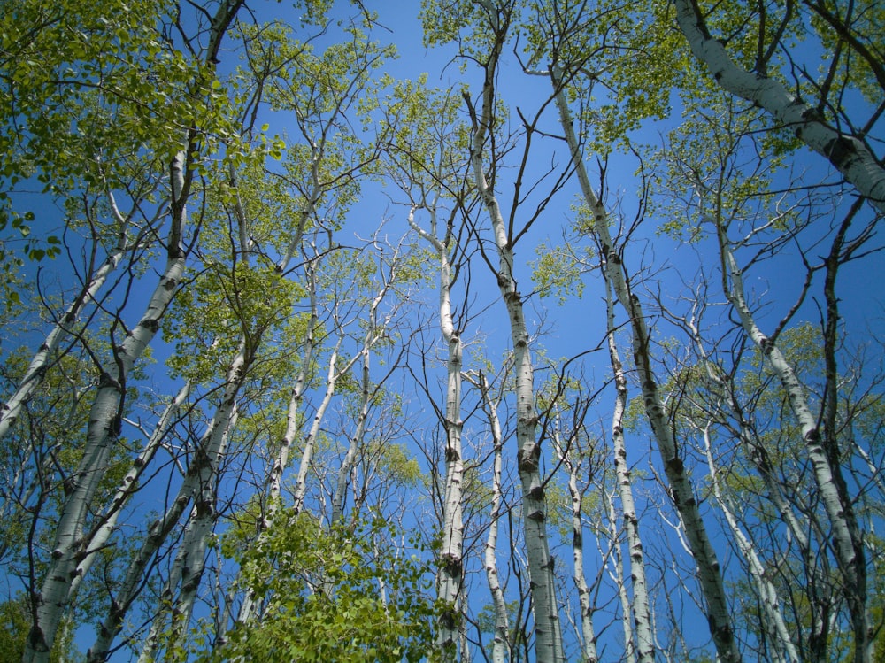 green and brown trees under blue sky during daytime
