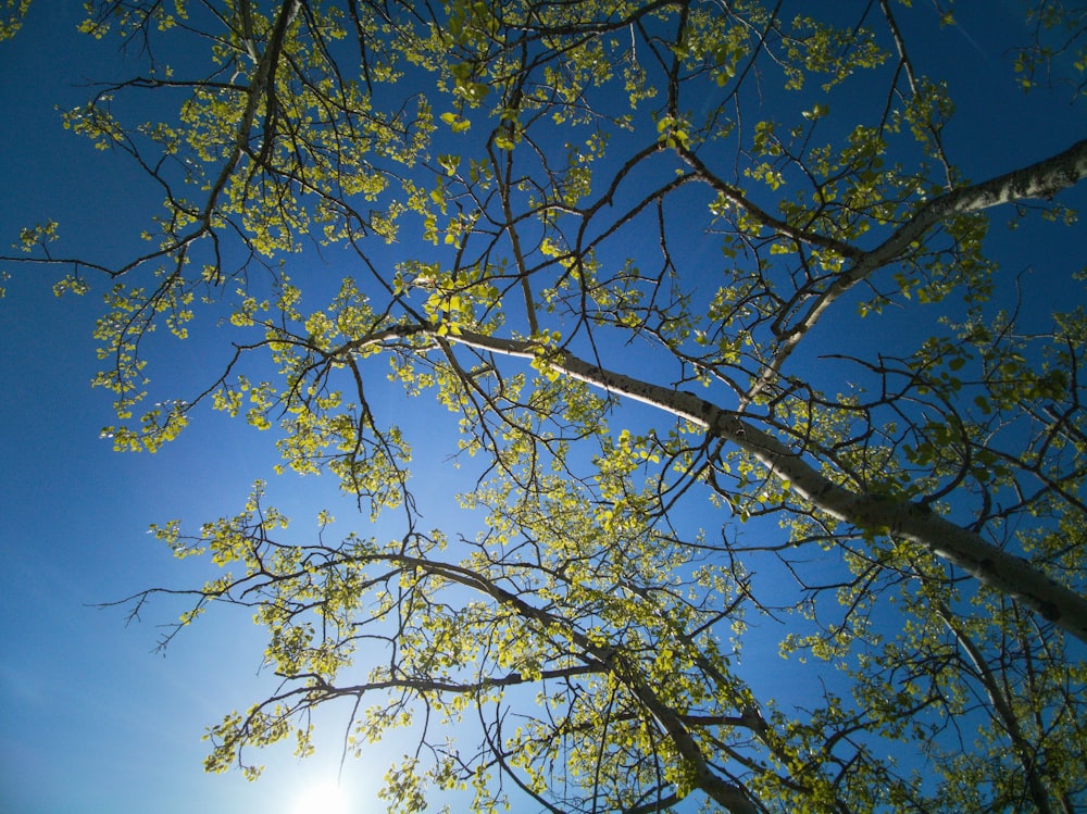 낮 동안 푸른 하늘 아래 녹색 잎 나무의 낮은 각도 사진