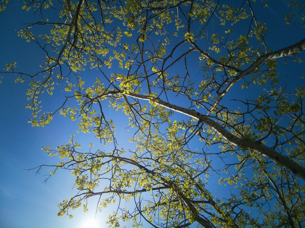 Fotografía de bajo ángulo de un árbol de hoja verde bajo el cielo azul durante el día