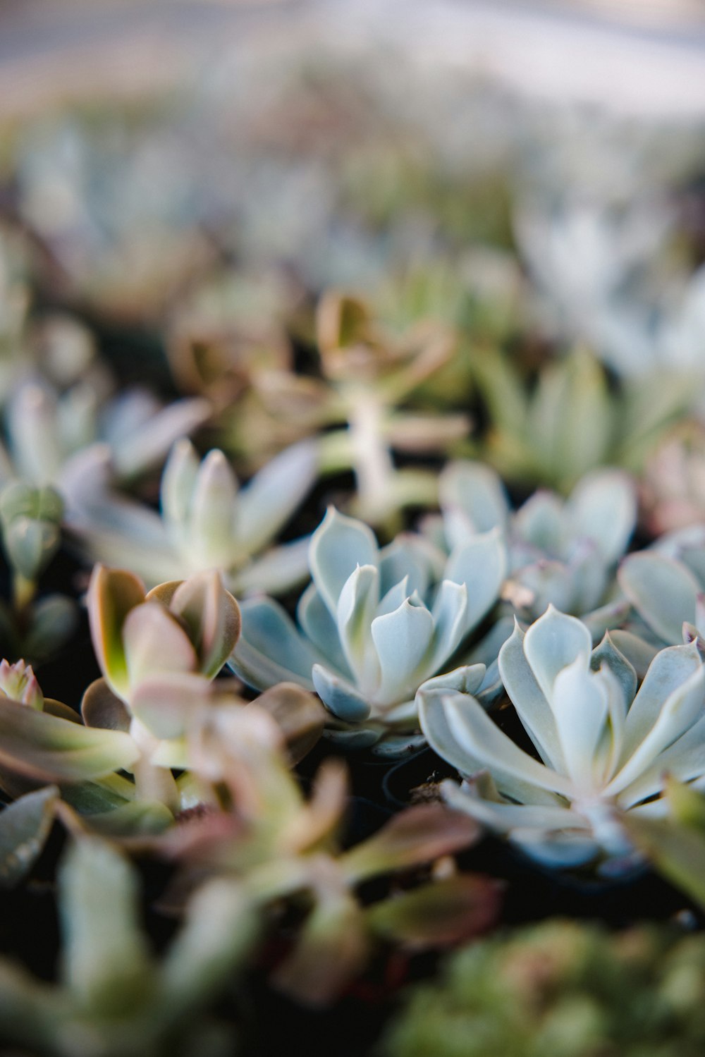 boutons floraux blancs et verts