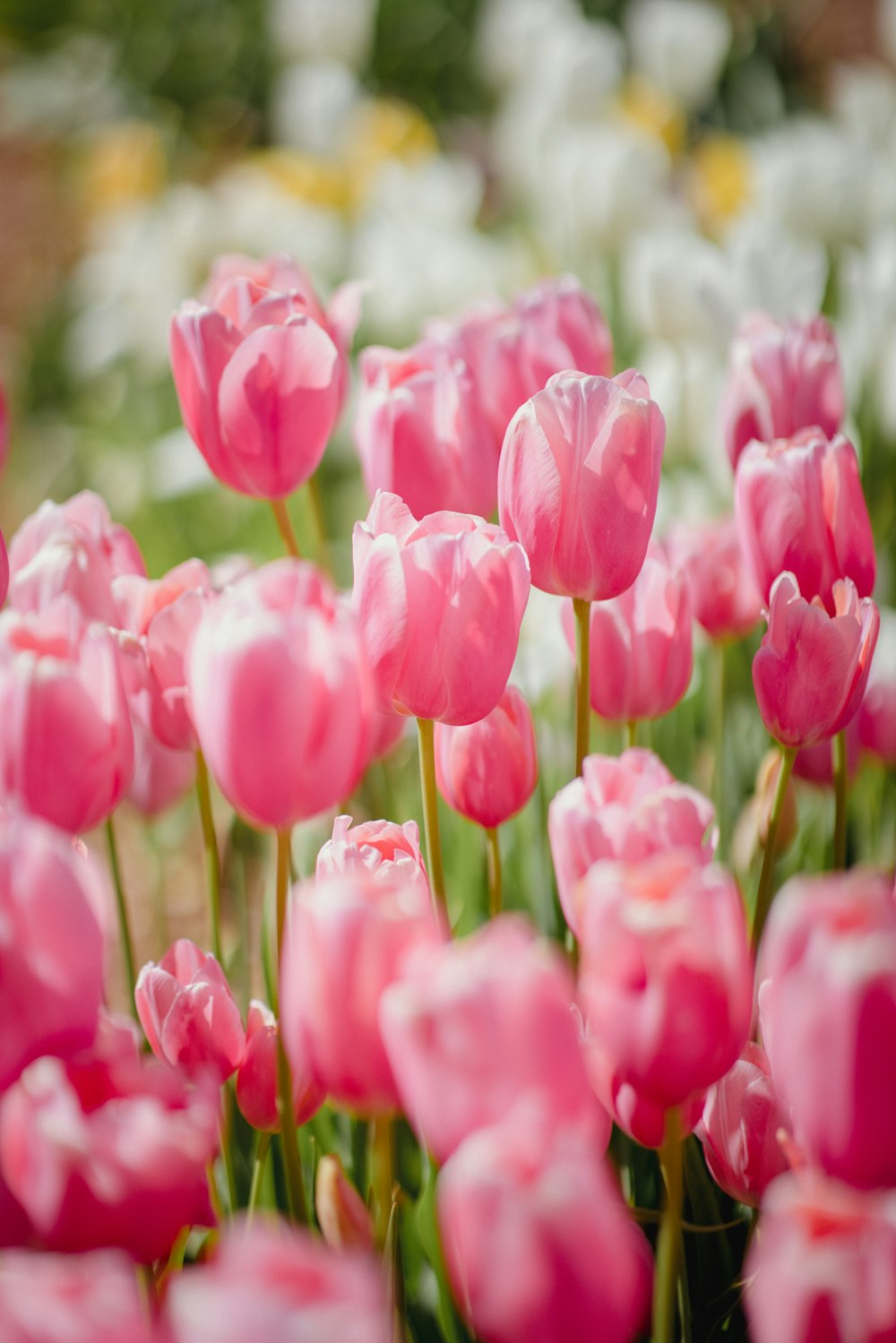 pink tulips in bloom during daytime