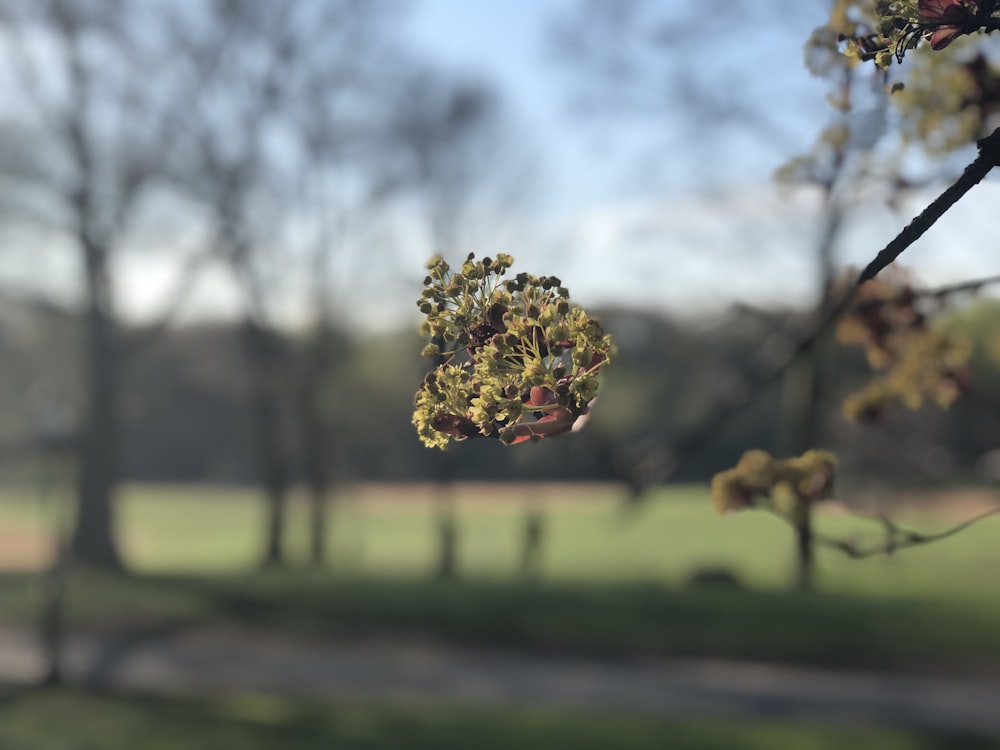 white flower in tilt shift lens