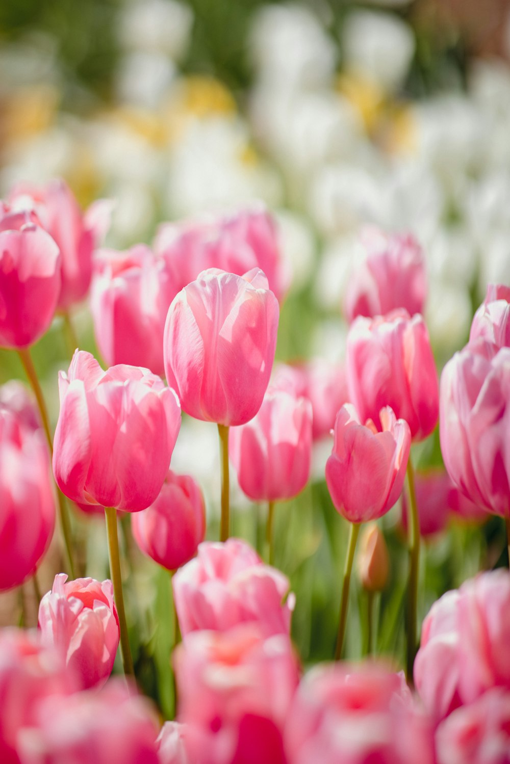 pink tulips in bloom during daytime