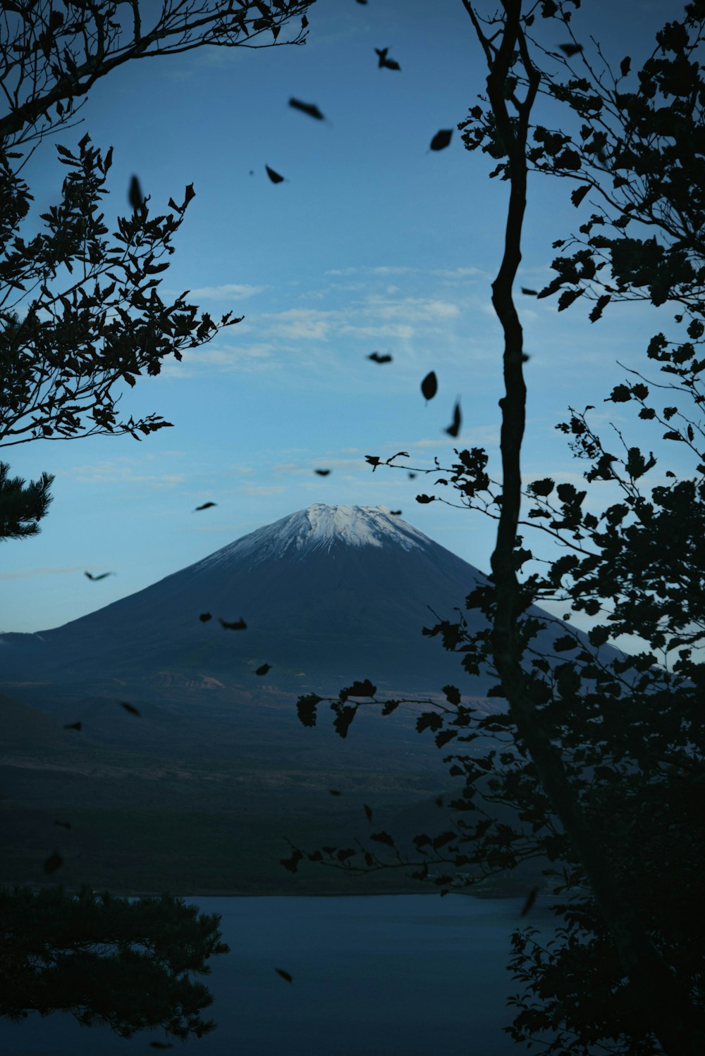 green tree near snow covered mountain during daytime