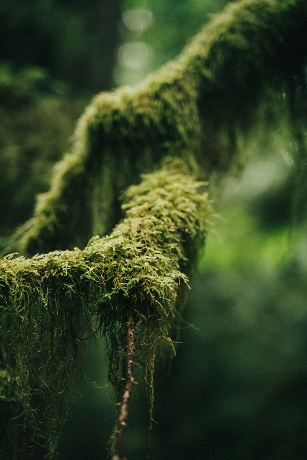 green moss on brown rope