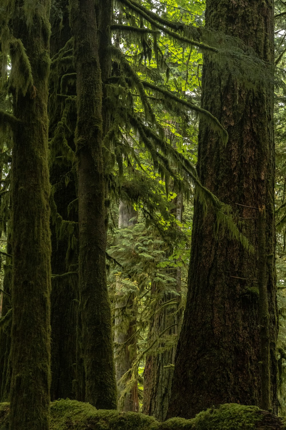 green trees in forest during daytime